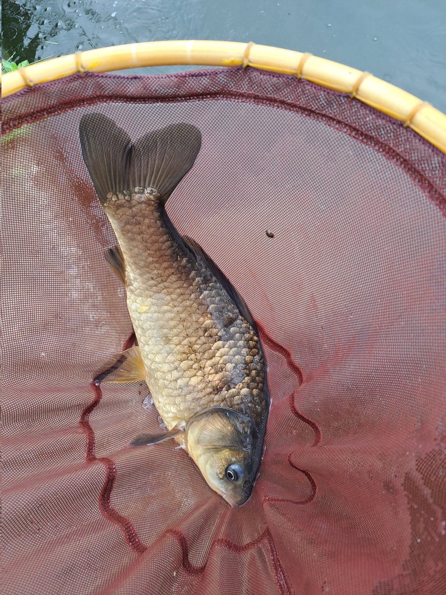 チョウチンアンコウ(♂) tweet media