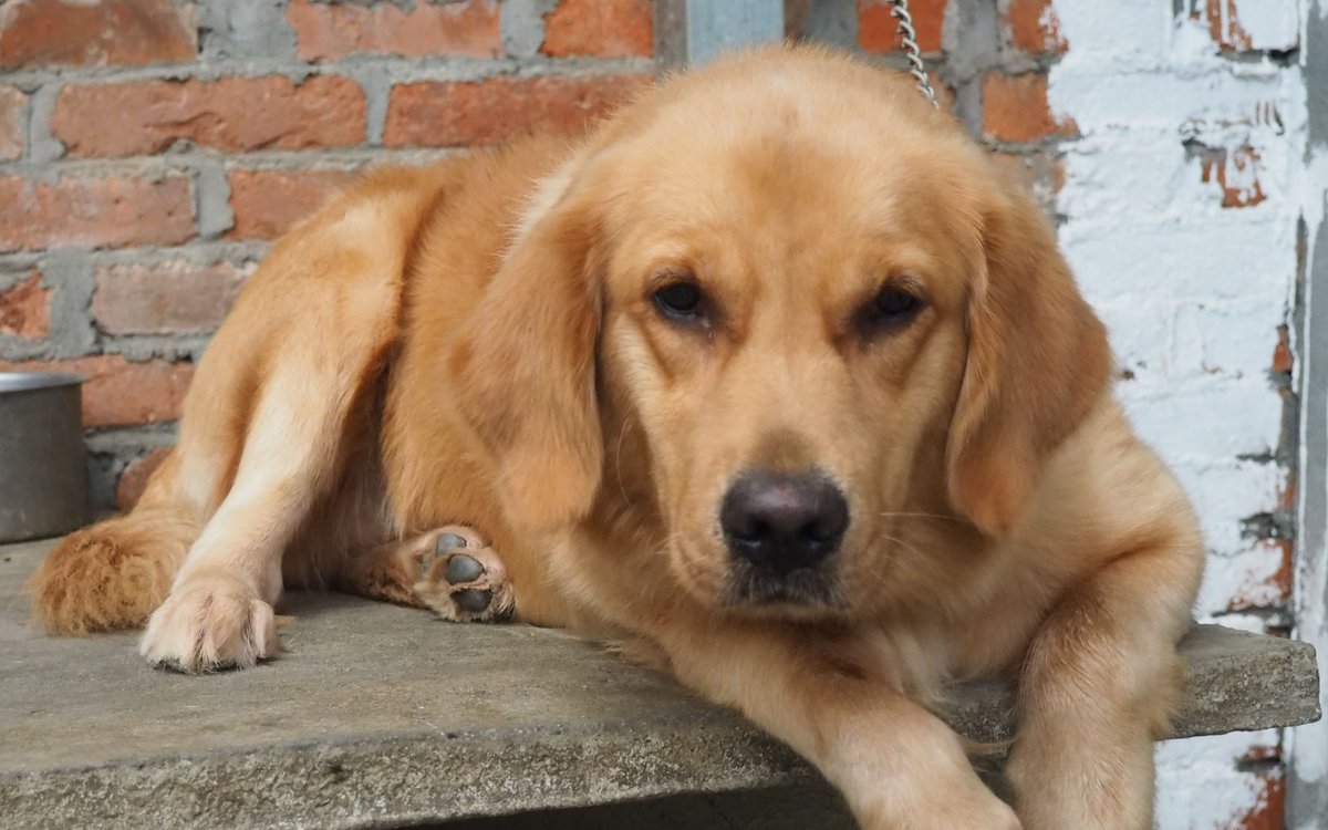 josh ramirez tweet media