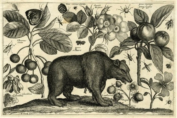 IrinaHirondelle's tweet photo. Grabados de Václav Hollar para Animalium, ferarum &amp; bestiarum (1663), repleto de bestias, plantas, frutos y diversos insectos. https://t.co/NmCpXiQdDg