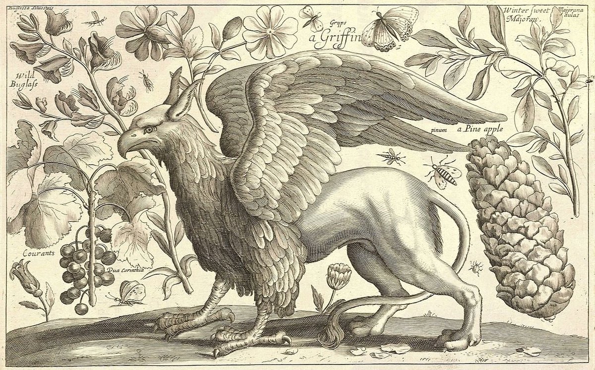 IrinaHirondelle's tweet photo. Grabados de Václav Hollar para Animalium, ferarum &amp; bestiarum (1663), repleto de bestias, plantas, frutos y diversos insectos. https://t.co/NmCpXiQdDg