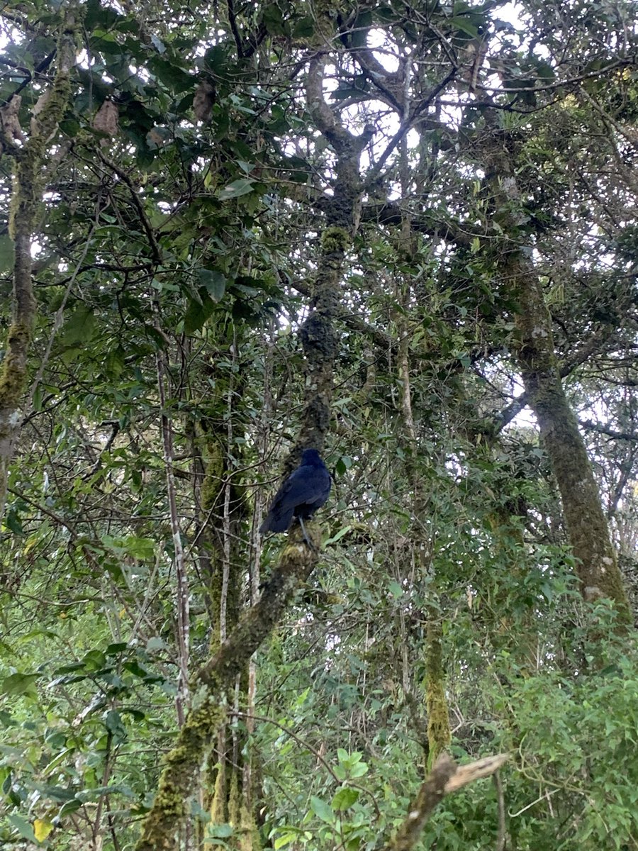 Nadire 🐦‍⬛ 🐈 tweet media