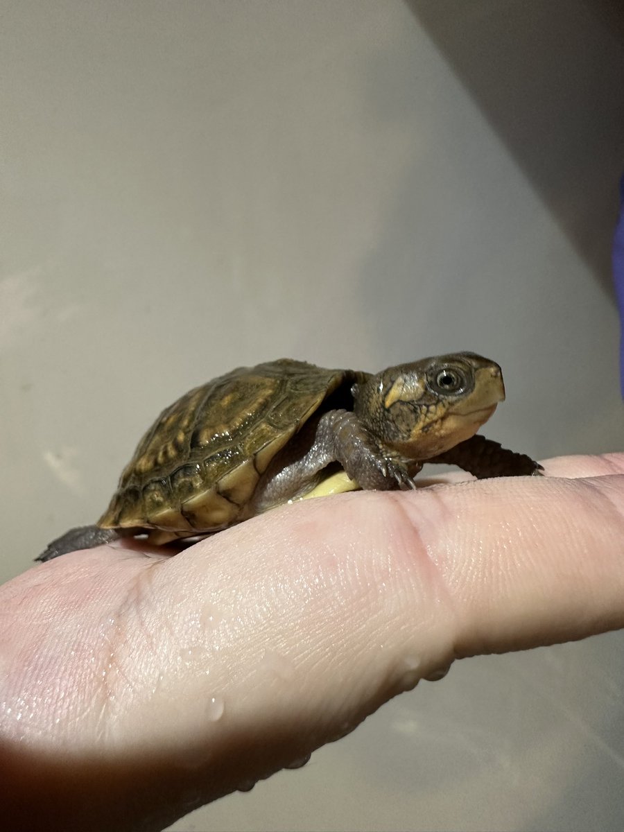 爬虫類ショップ 天和（tenwa_reptiles） tweet media