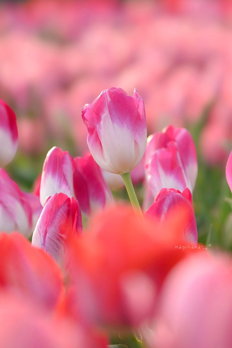 凪花.•.✿ tweet media