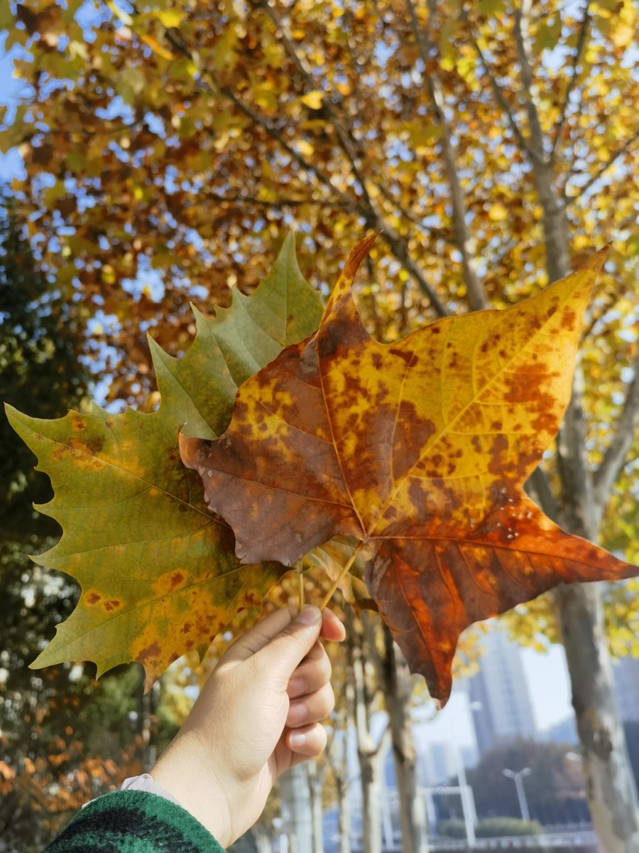 brian carlin tweet media