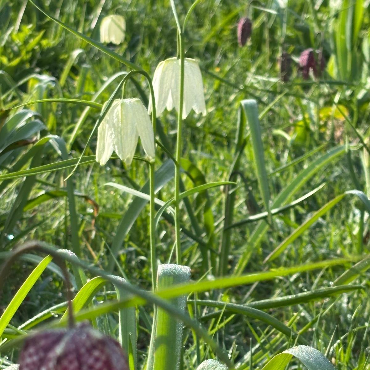 NTDyrhamPark's tweet image. The tiny and so intricate Fritillaria meleagris, or snake's head fritillary, going strong in the orchard.

📷 Mark C

#SpringGarden #WeekendWalks #EasterHolidays