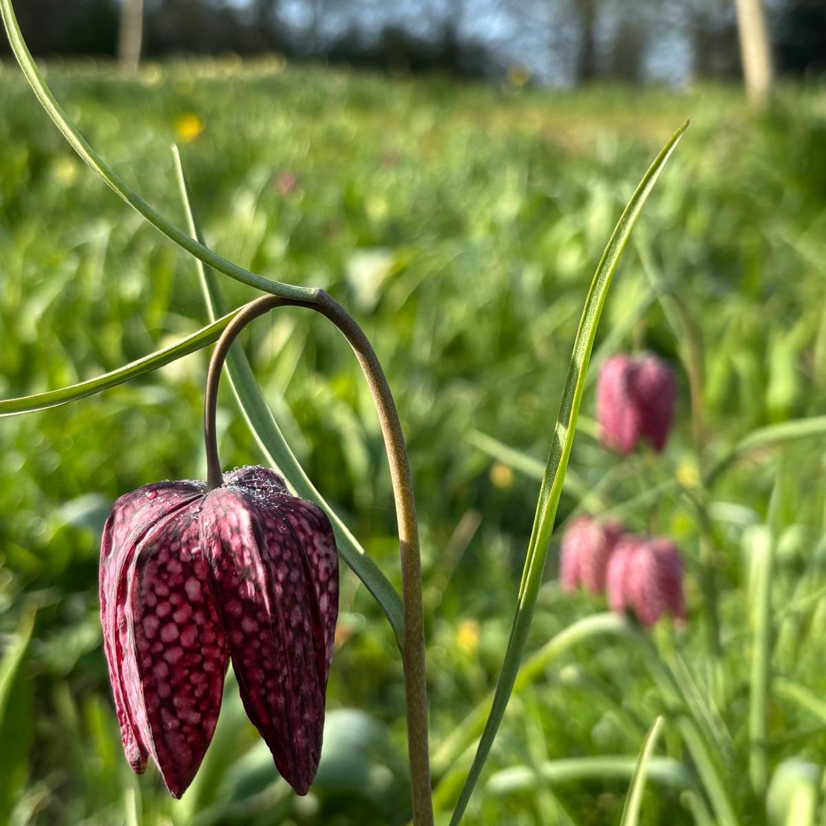 NTDyrhamPark's tweet image. The tiny and so intricate Fritillaria meleagris, or snake's head fritillary, going strong in the orchard.

📷 Mark C

#SpringGarden #WeekendWalks #EasterHolidays