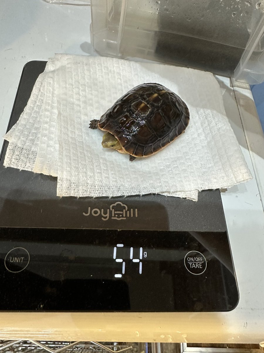 爬虫類ショップ 天和（tenwa_reptiles） tweet media