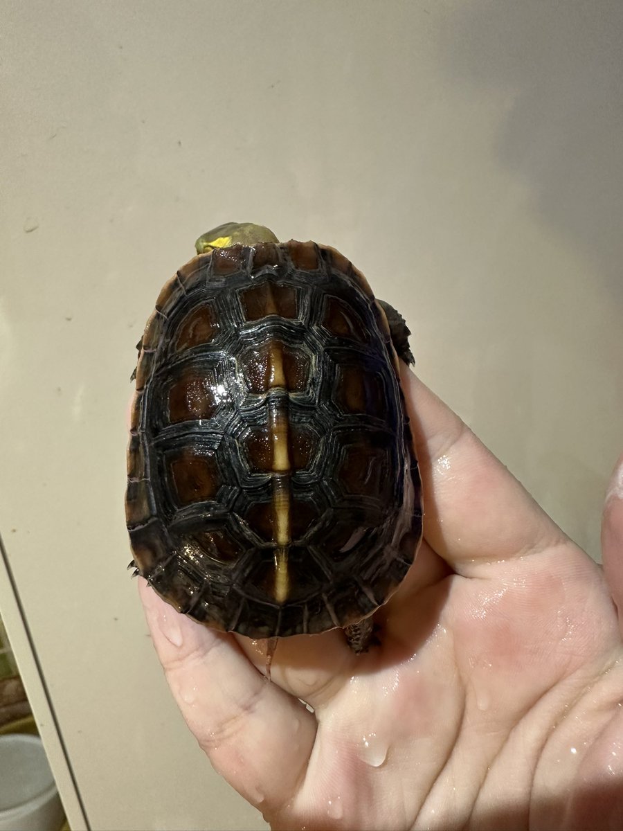 爬虫類ショップ 天和（tenwa_reptiles） tweet media