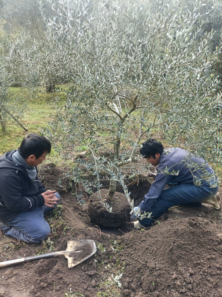 東洋オリーブ tweet media