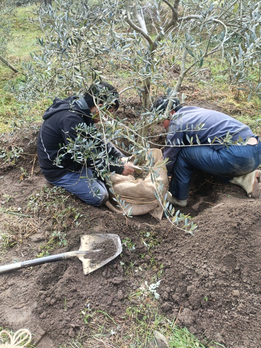 東洋オリーブ tweet media