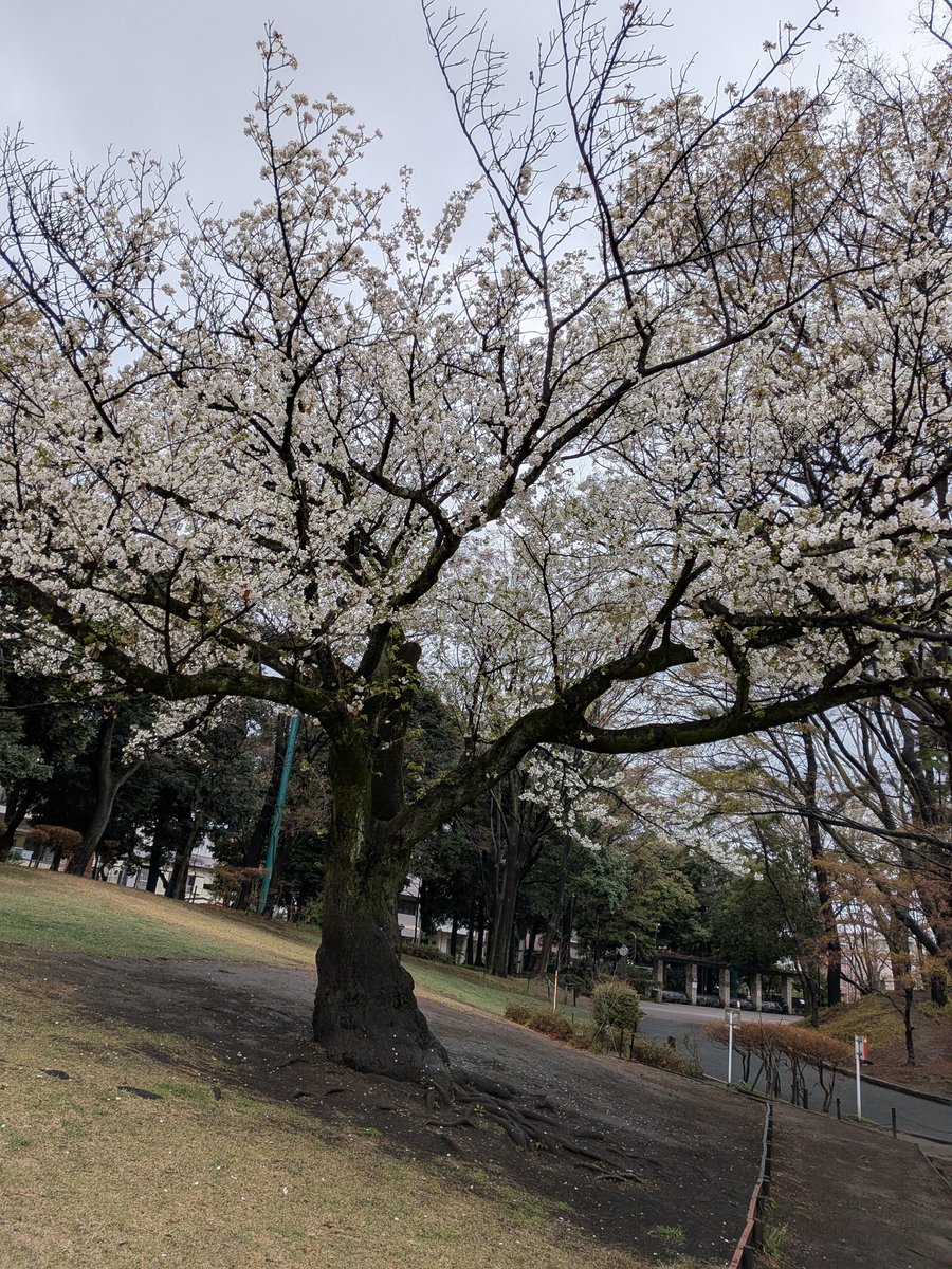 ゾルタン犬@5/4文学フリマ東京パナトリエ tweet media