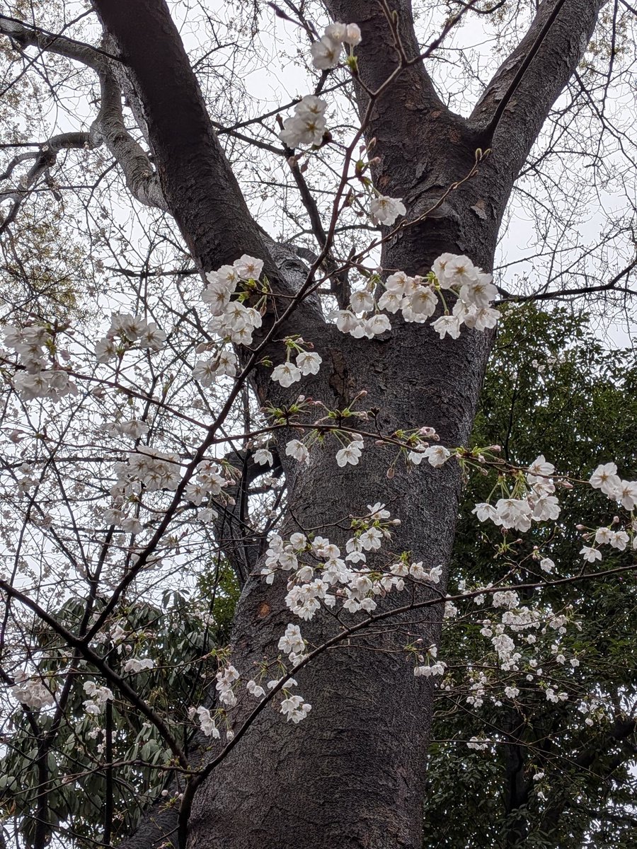 ゾルタン犬@5/4文学フリマ東京パナトリエ tweet media