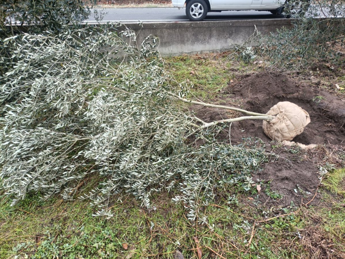 東洋オリーブ tweet media