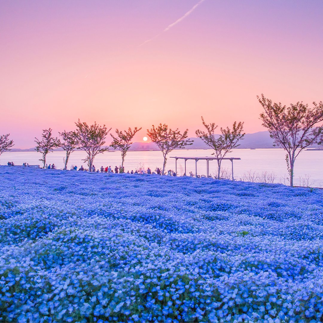 Trip.com tweet media