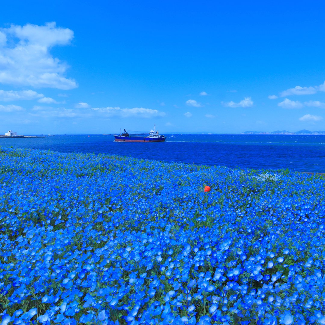 Trip.com tweet media