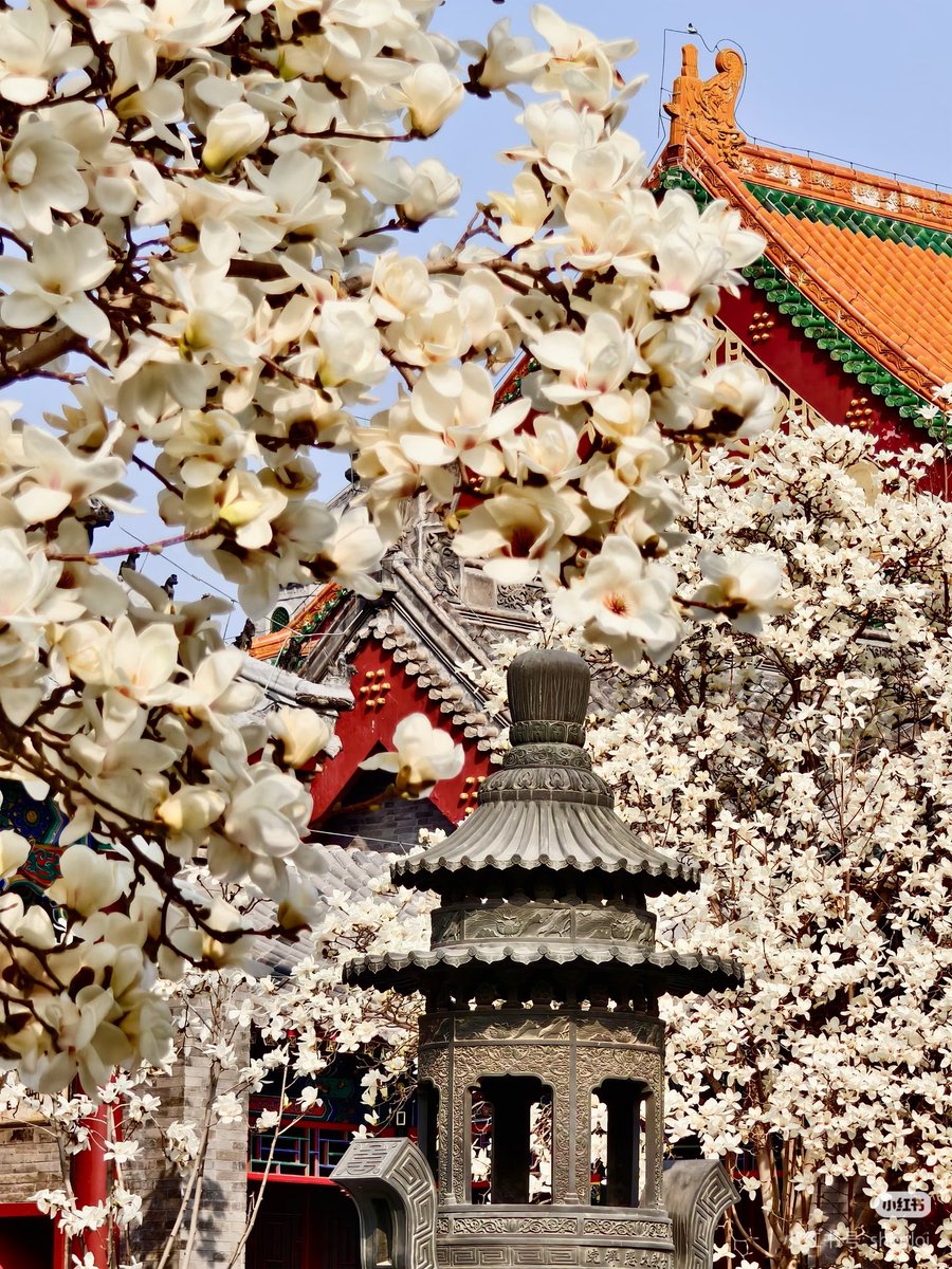 胡桥桥🇨🇳（互fo） tweet media