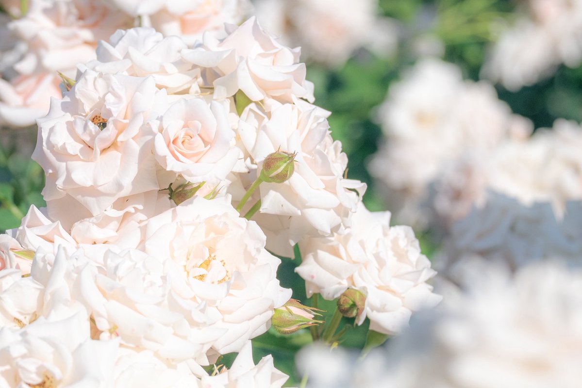 おいも tweet media