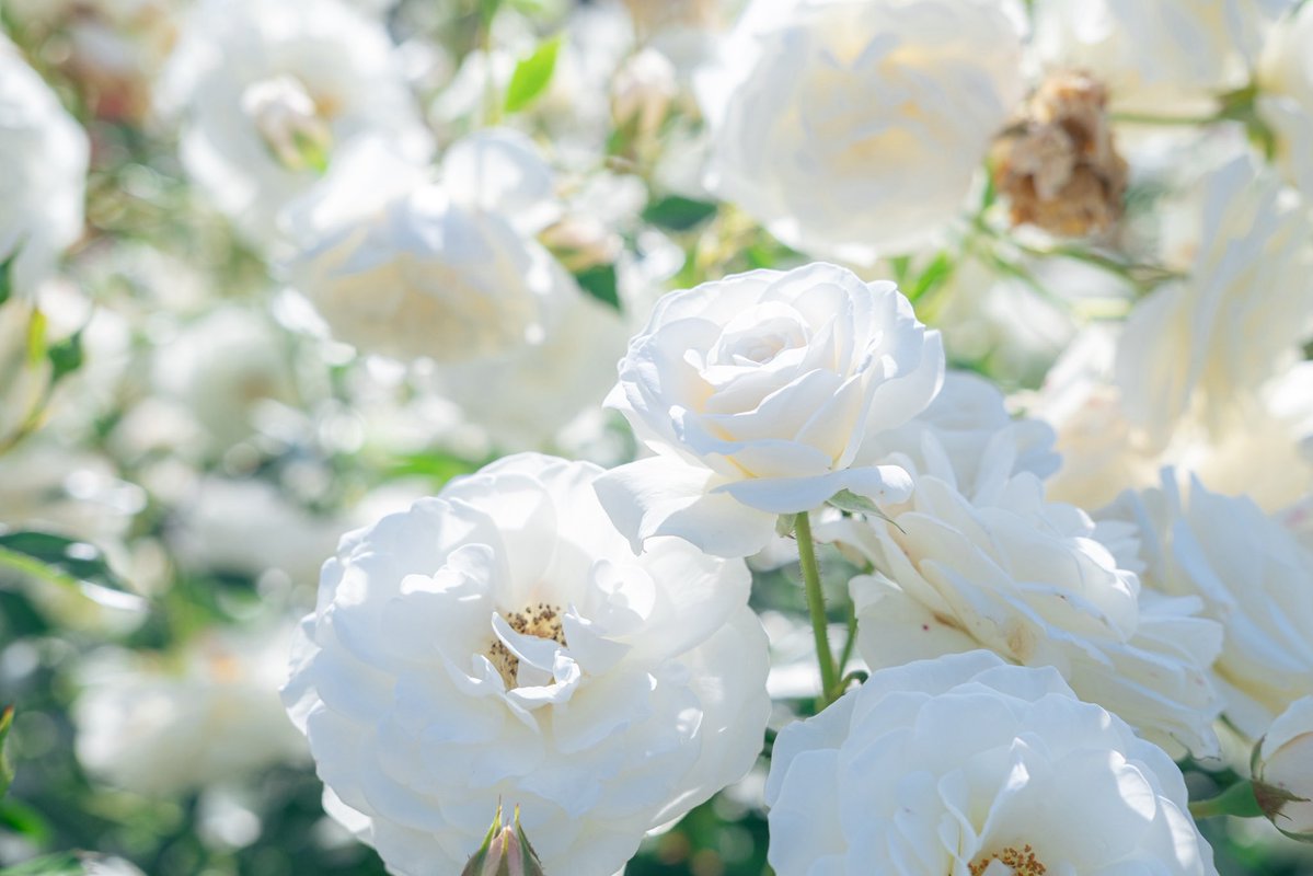 おいも tweet media