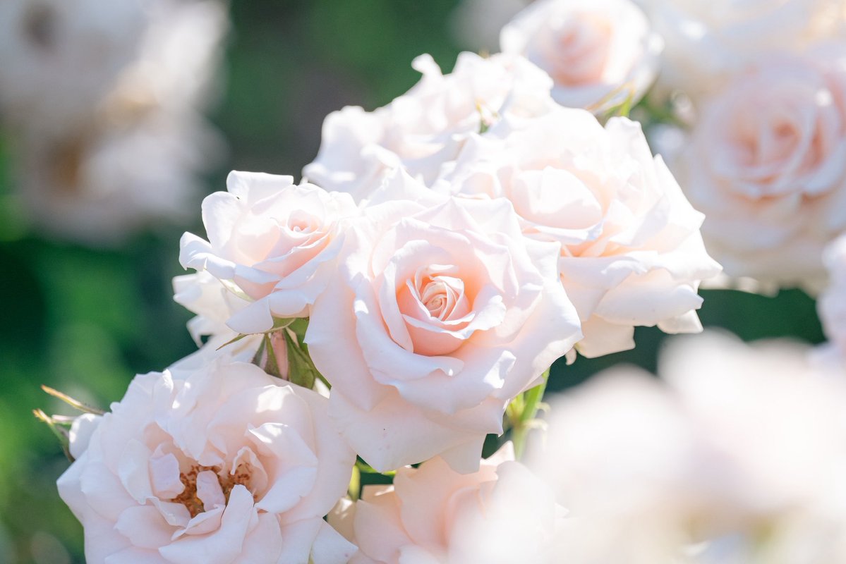 おいも tweet media