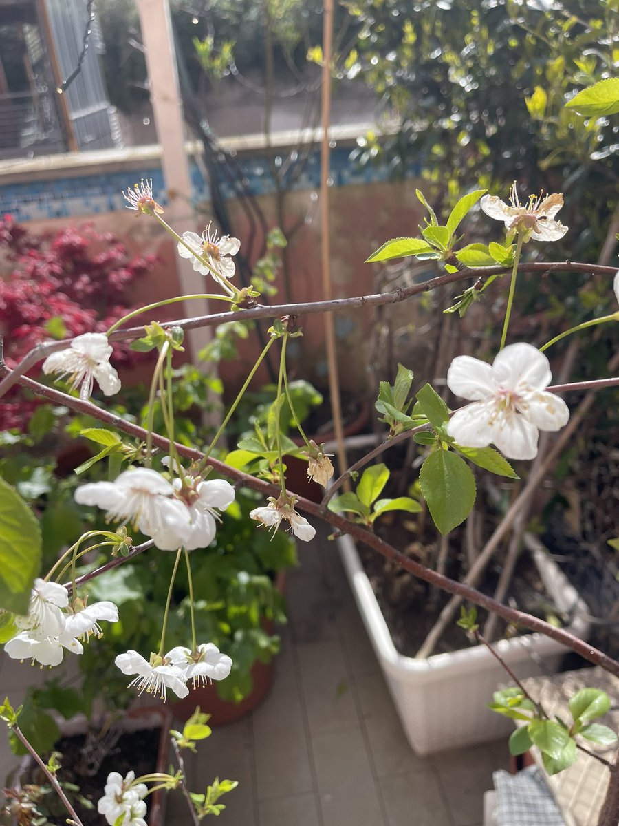 RimmaArt_NFT🐦‍🔥🦍 tweet media