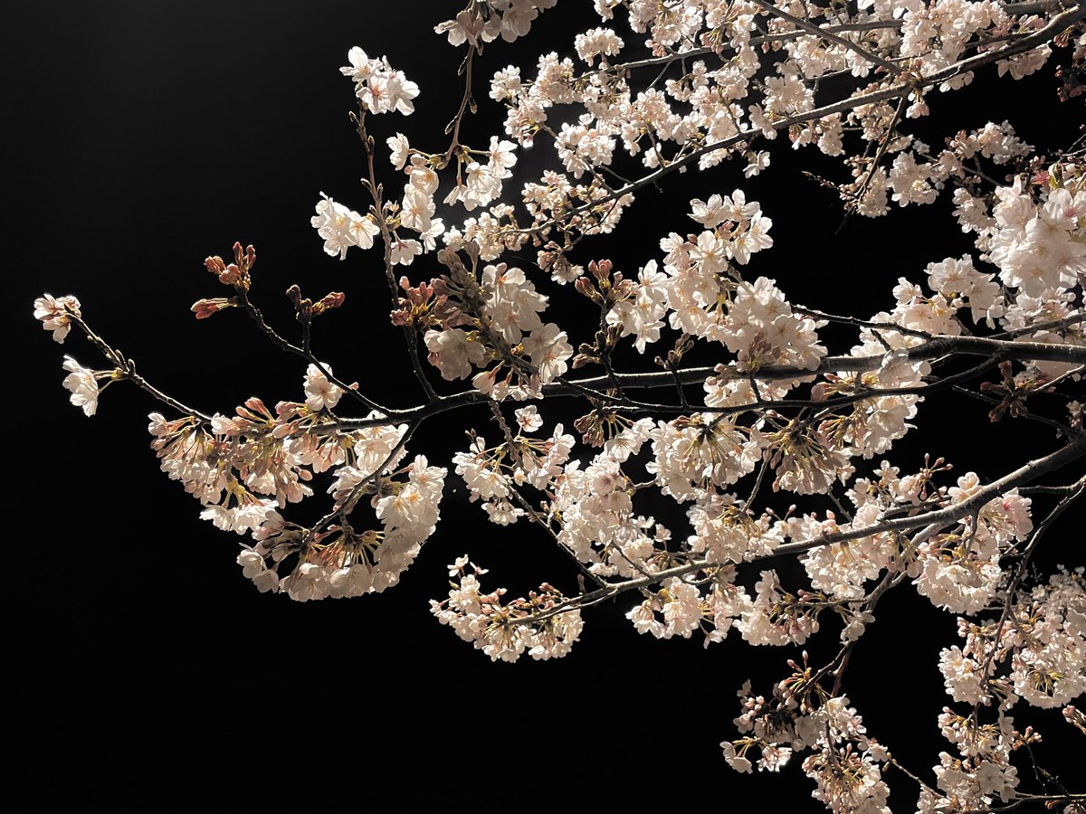 くろぱん(色々と余裕がないです) tweet media