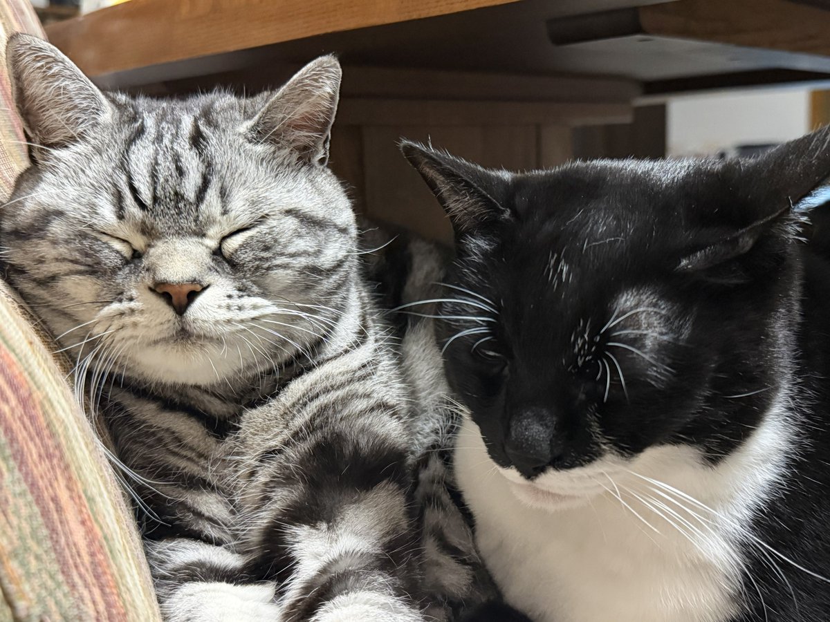 こたくろ兄弟 tweet media