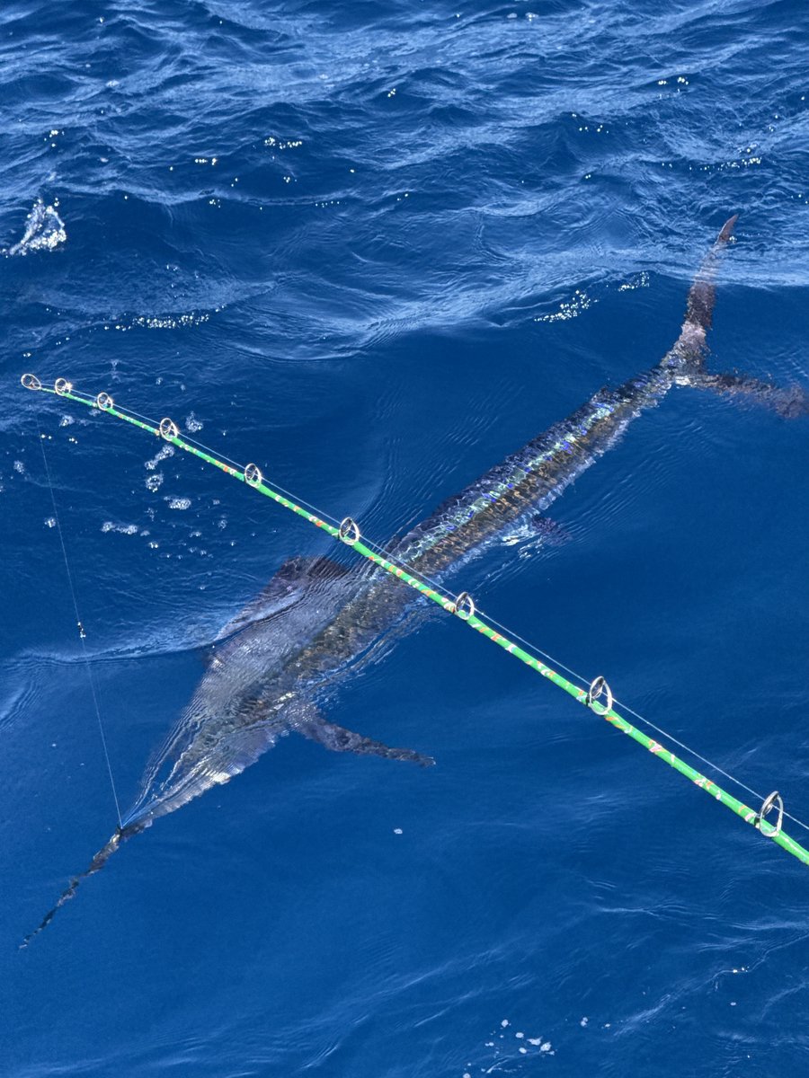 Billfish Report tweet media