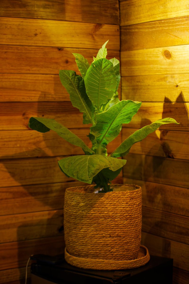 Instituto del Tabaco (INTABACO) tweet media