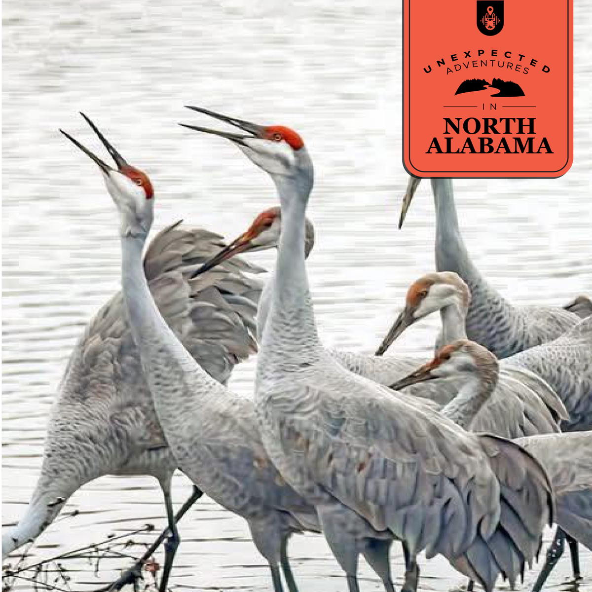 Visit North Alabama tweet media