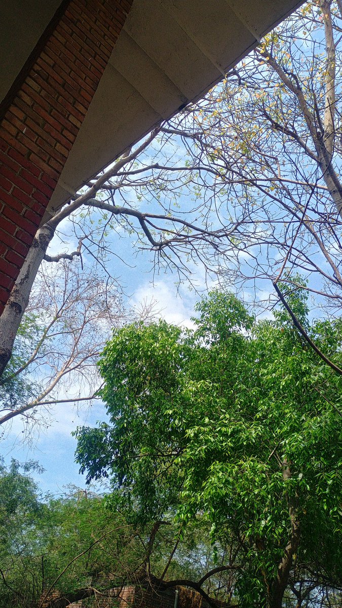broccolipaglu's tweet photo. Grateful for the beautiful skies, the constant chirping birds, greenery and kind March weather which I have been keeping me company while I read about the loneliness of Sonia and Sunny! https://t.co/MMNsBrySIB