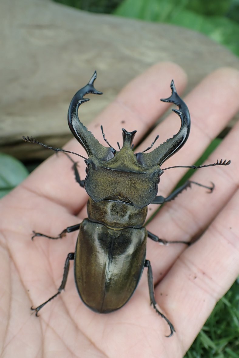 Sparkle Beetle (@BeetleSparkle) / Posts / X
