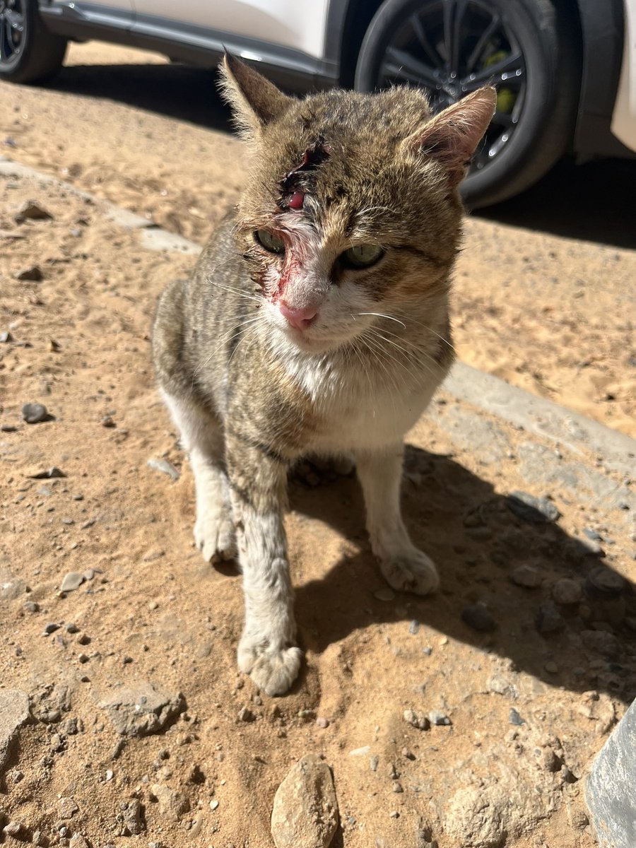 TabukPaws - جمعية عطف tweet media