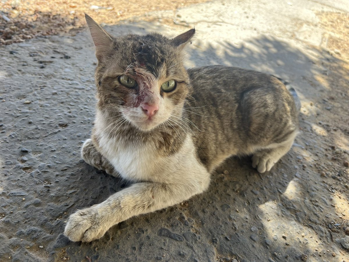 TabukPaws - جمعية عطف tweet media