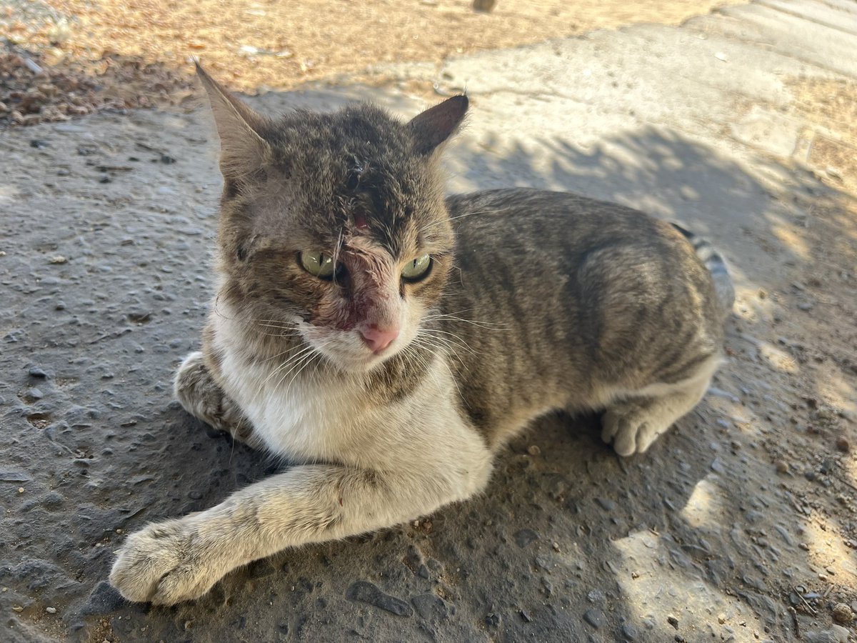 TabukPaws - جمعية عطف tweet media