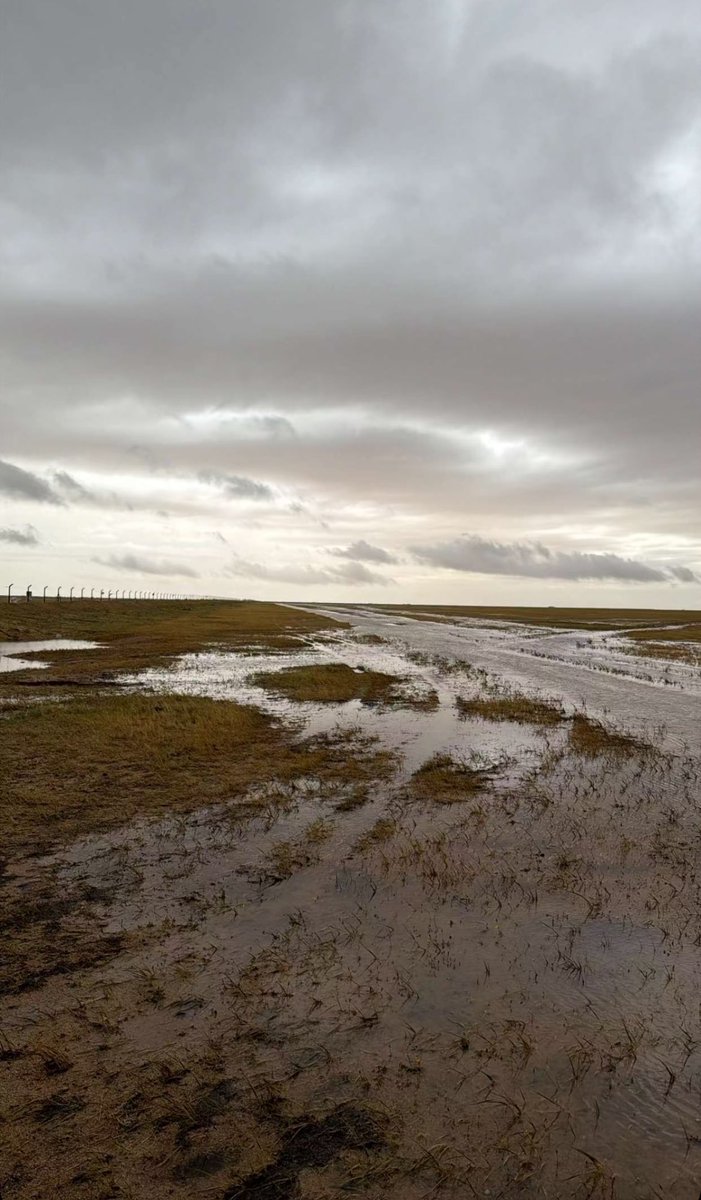 محمد بن عديس tweet media