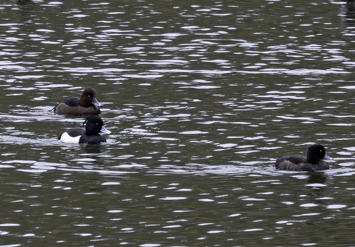 PeterCox48's tweet photo. Visited  Pagets Pool Ryton for the long staying  Ferruginous duck and  Female Smew. The Ferruginous Duck always stayed distant but  the Smew eventually swam a little closer.@britishbirds #thephotohour #warkswildlife https://t.co/SJnt2ra3O0
