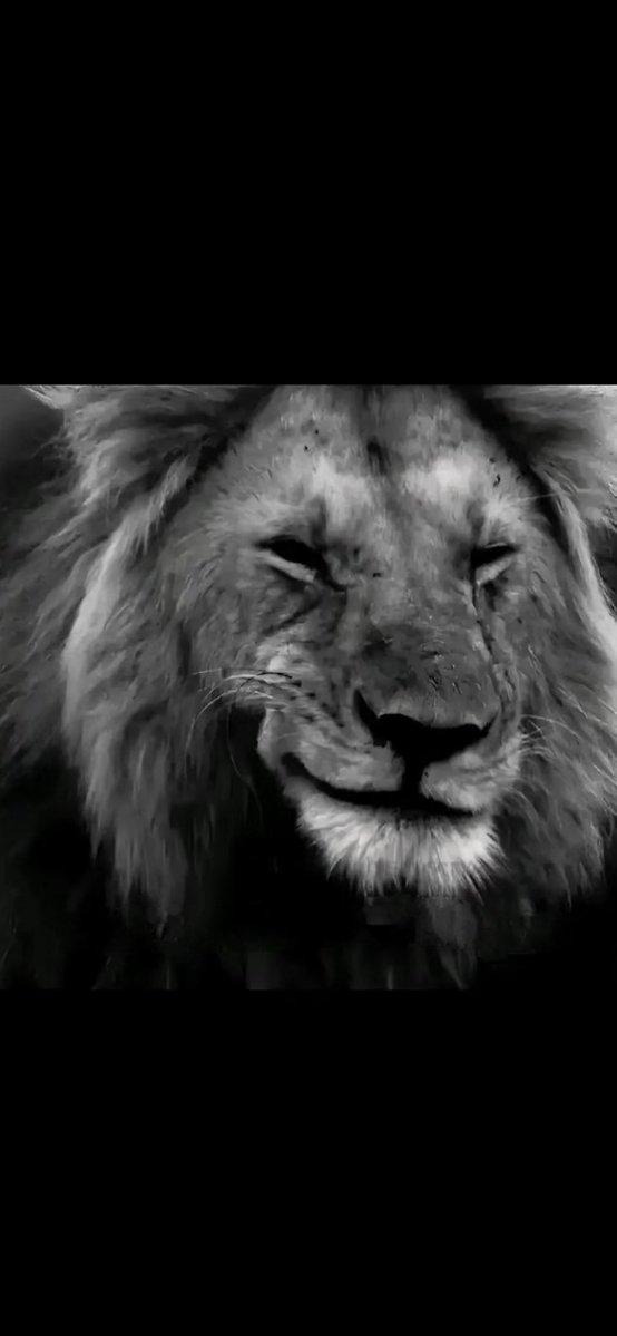 موها tweet media