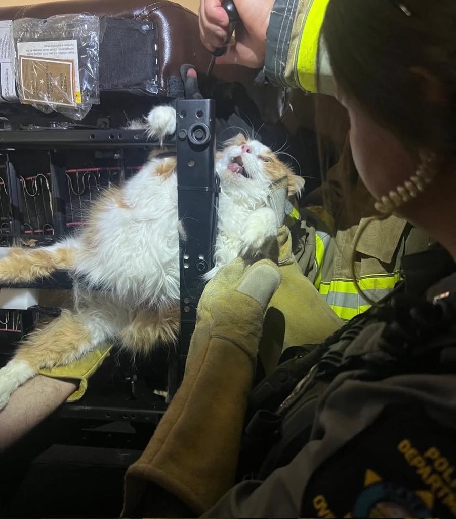cwinner1000's tweet photo. @Blancshu A $chubby cat has been going viral after it had to be rescued by firefighters after getting stuck under a chair to avoid a visit to the vet.

CA: E3aQm8FRieymRsu1WMsTCHUVN3UkeSeZpB91hKmLjdqM https://t.co/M3FMC54u6o