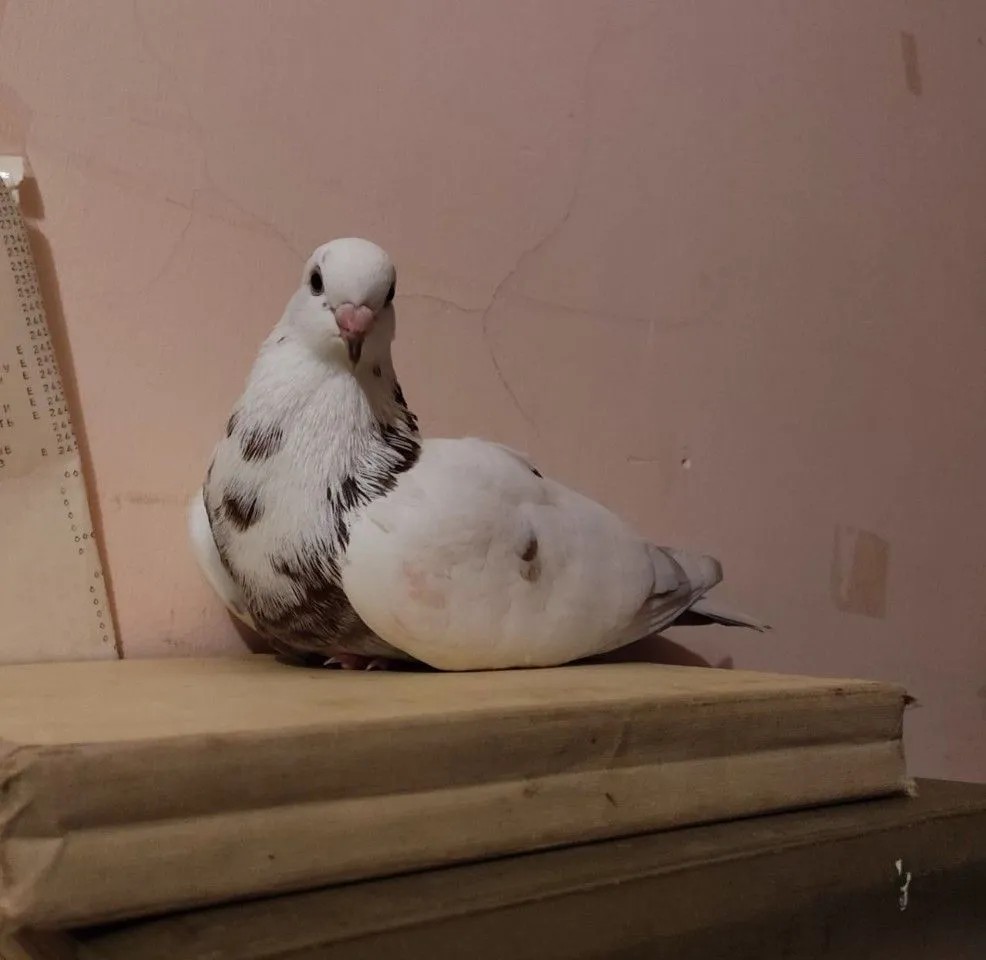 🕊️Голубиная пыль🦄Enbis tweet media