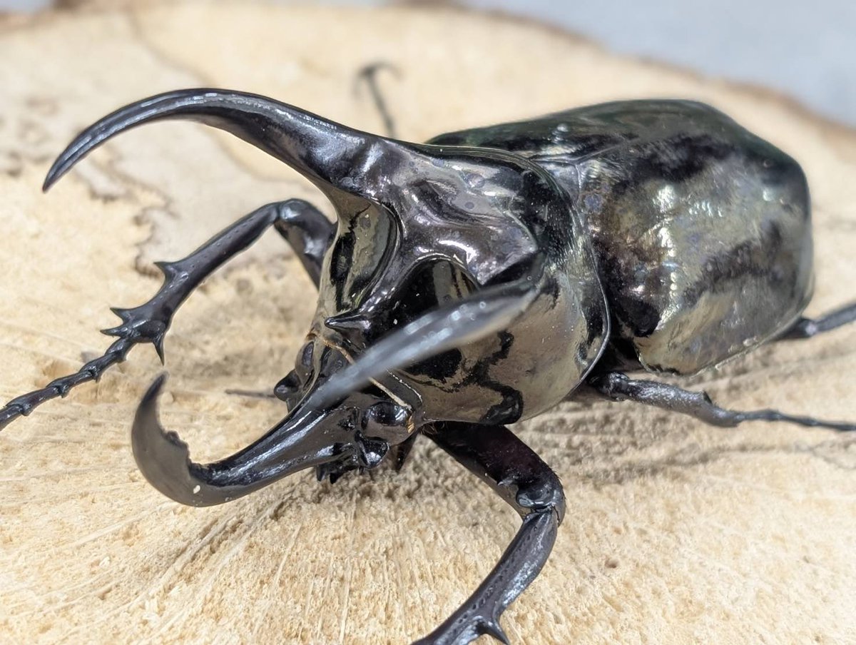 D.N.A高知店_昆虫アカウント tweet media