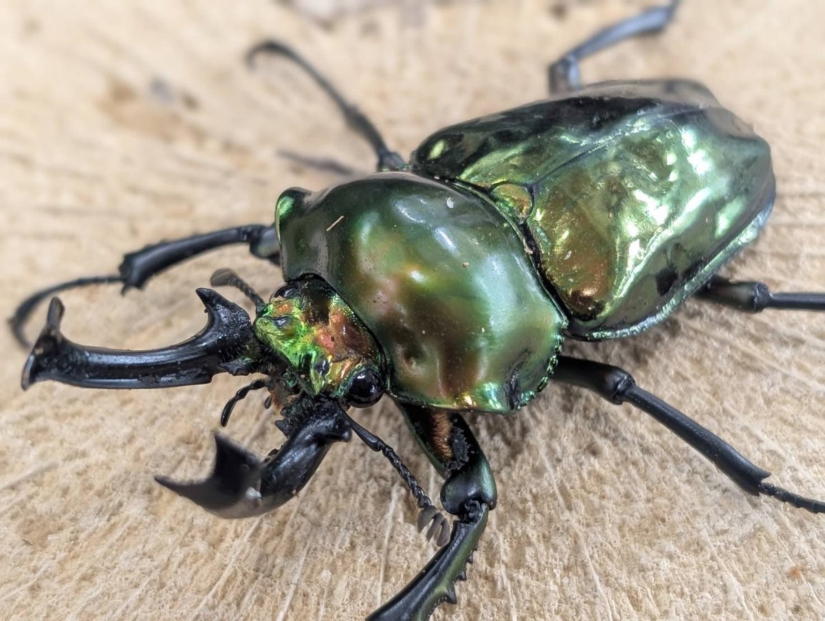 D.N.A高知店_昆虫アカウント tweet media