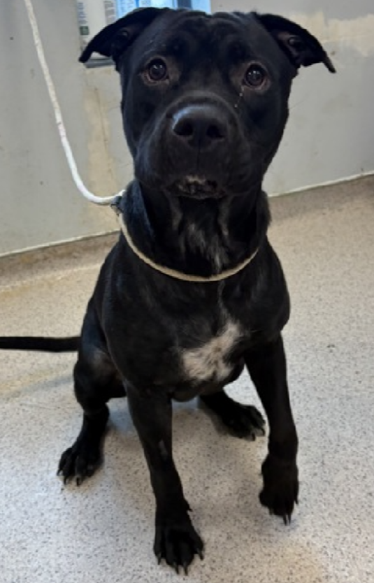 NMBewitched's tweet image. #Friyay 
#FridayFirstClass 
#AdoptionisaPassion 

Lovely Bean was #Adopted🎉💝
Yep, another #LongStay

Thrilled for this sweet young Momma
Sweatheart I hope every day you are spoiled

Village, tysvm 🙌