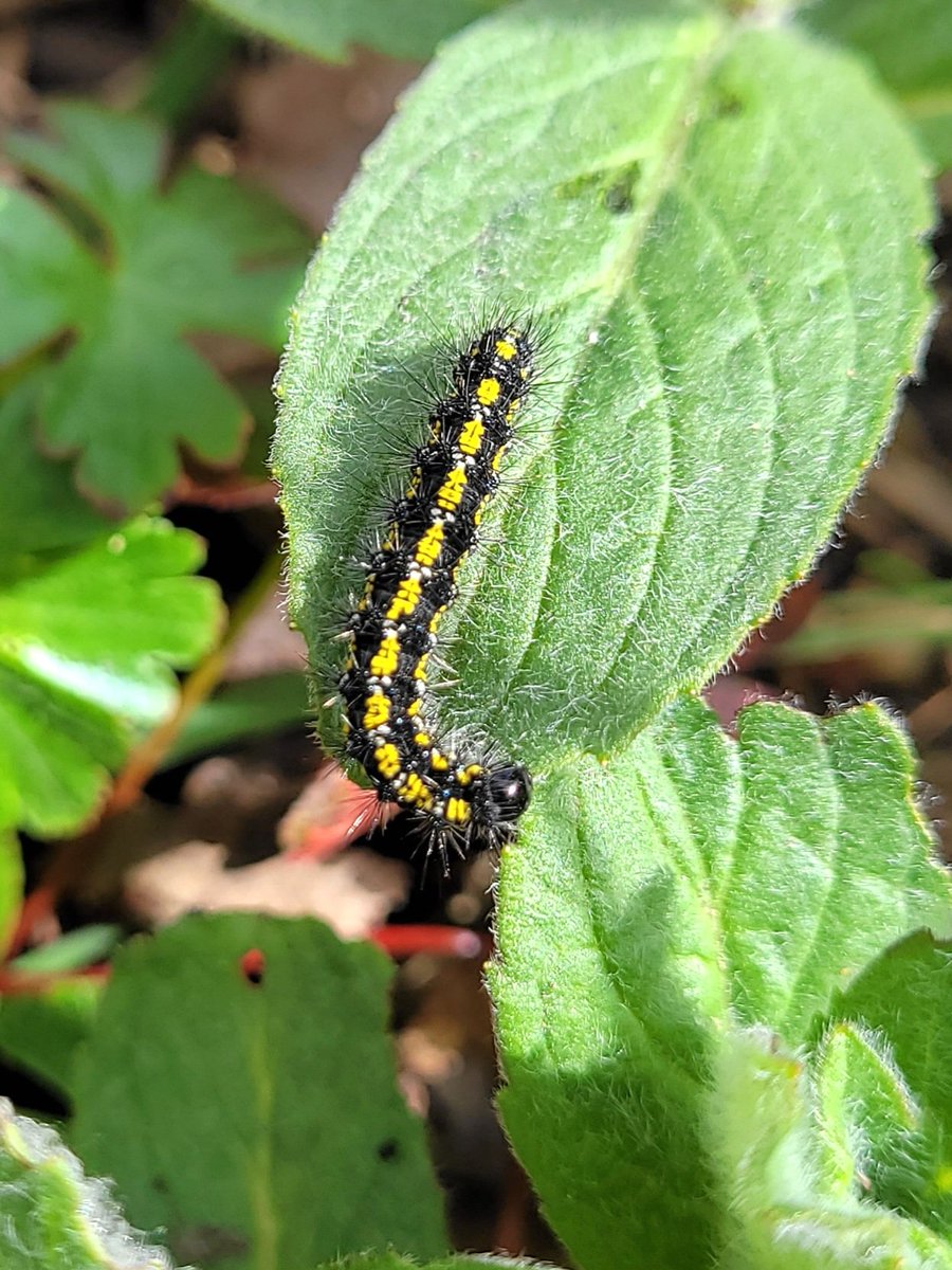 Nature Corner tweet media