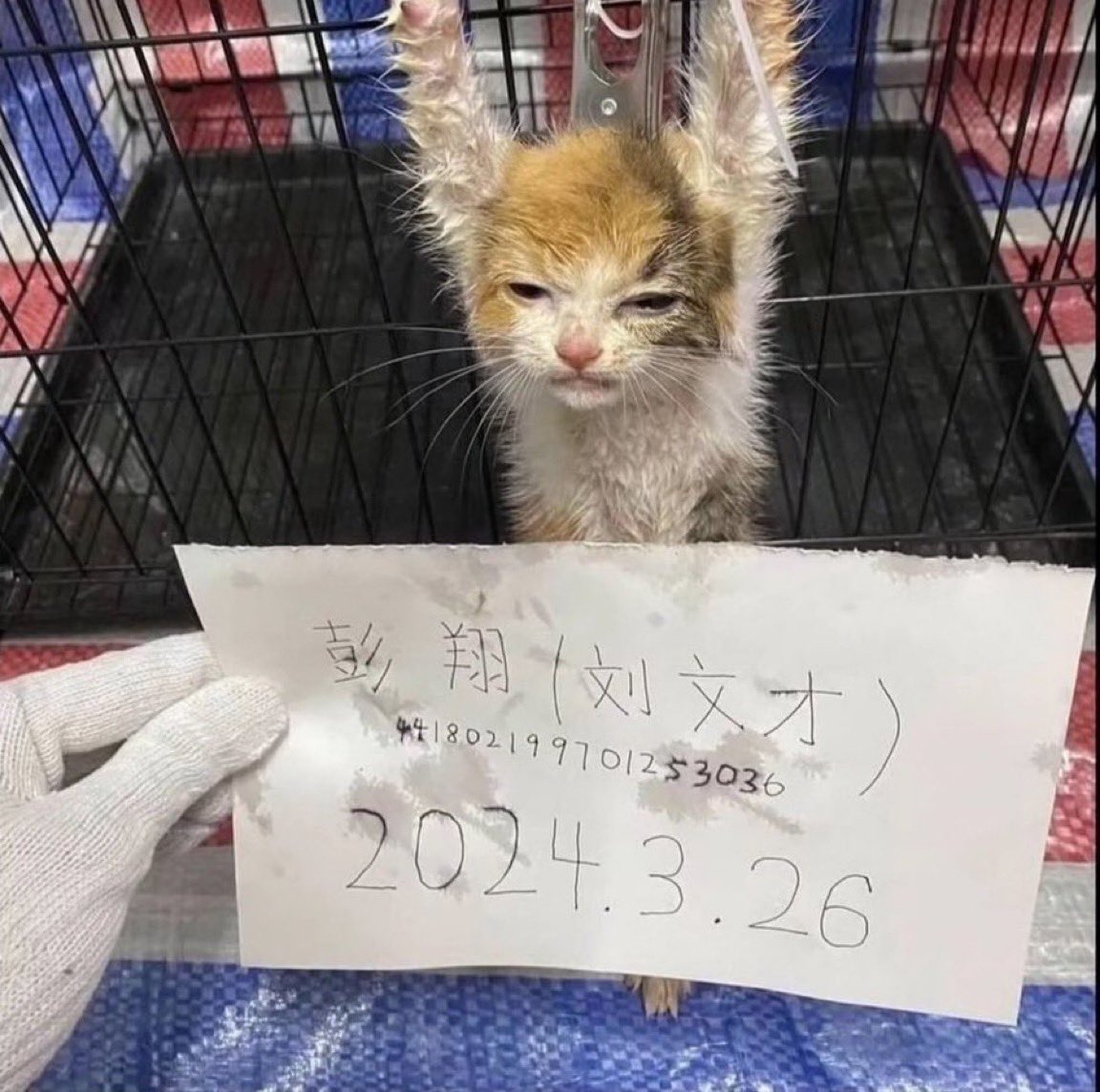 Catally299 tweet media