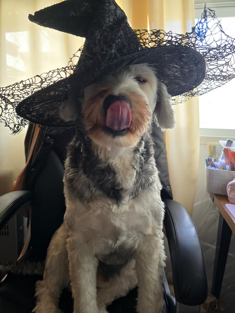 claudiacvb's tweet photo. #nadiedicenada aca Koby el perrito que habla https://t.co/eyOiqdmQ4B