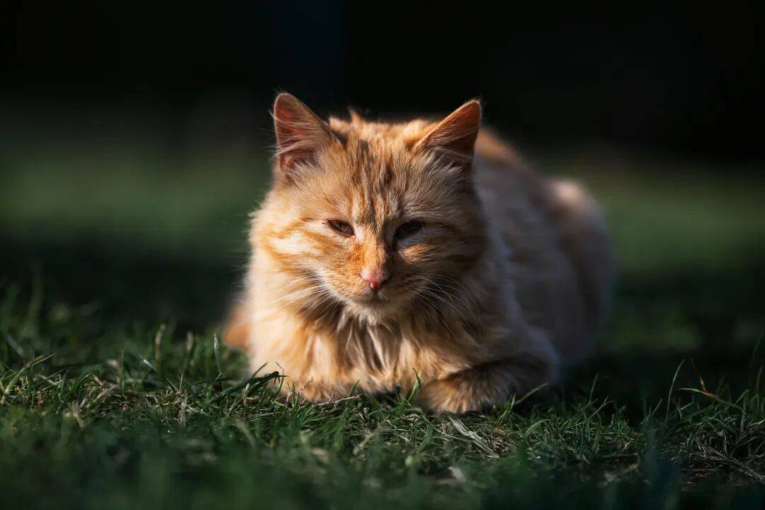 Iris Pechocha :D  tweet media