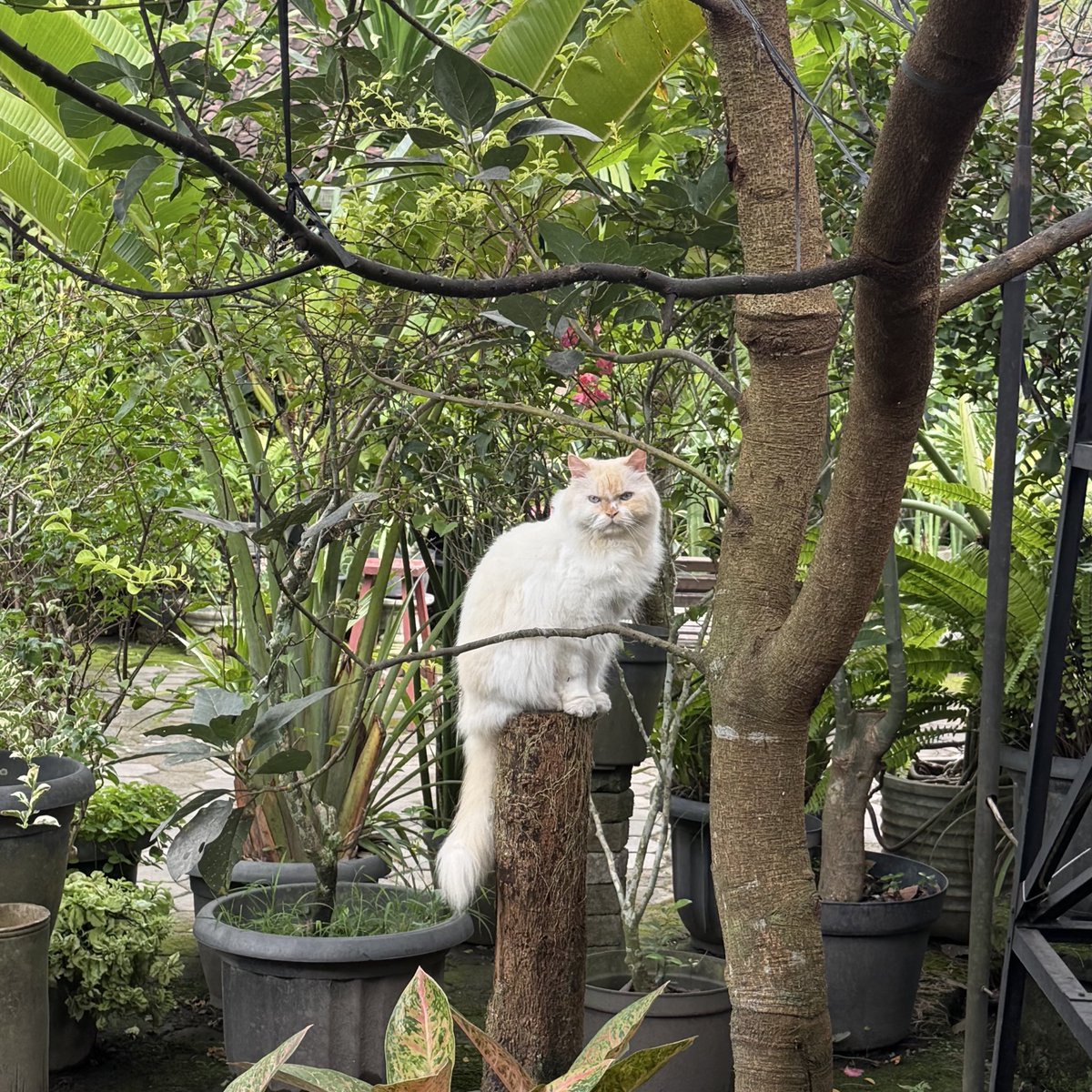 Ferren ʕ •ᴥ•ʔ tweet media