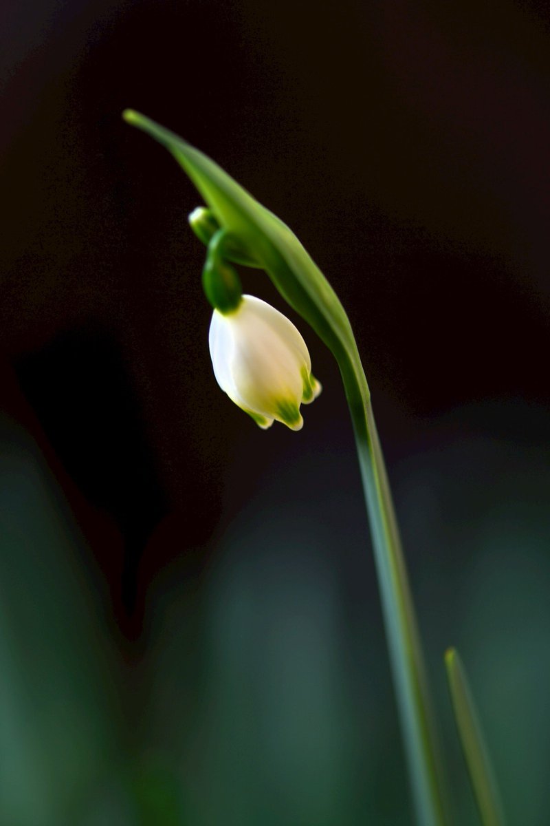 p.himapa tweet media