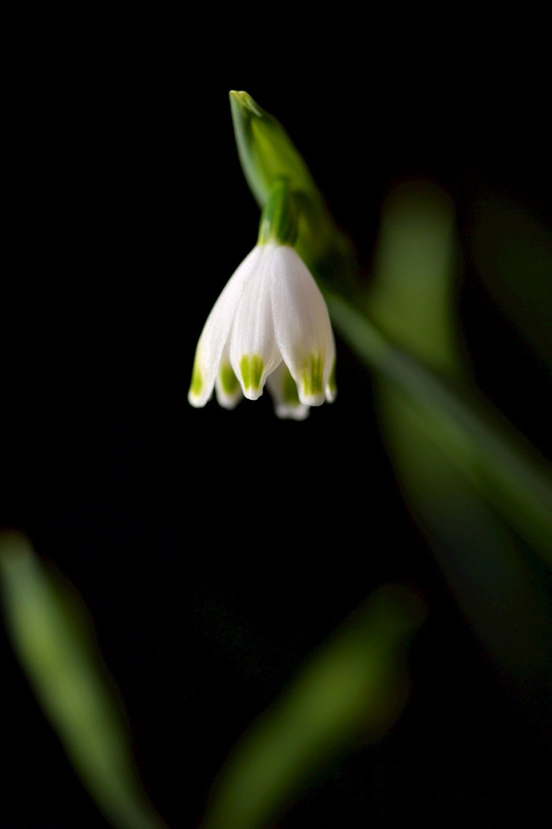 p.himapa tweet media