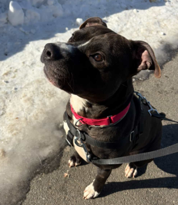 NMBewitched's tweet image. #Friyay 
#FridayFirstClass 
#AdoptionisaPassion 

Cauliflower was #Adopted🎉💝🥹
Thrilled for our Valentine Boy

Let us hope his home is purrfect for this stellar companion

Village, tysvm for sharing him for so long🙌